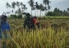 Babinsa Turun Ke Sawah Bantu Petani Panen Padi di Pragaan Laok