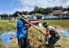 Babinsa Pragaan Bantu Petani Panen Dan Angkat Padi