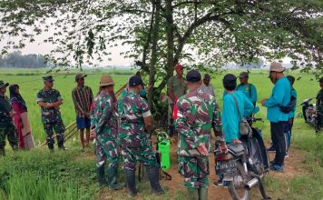 TNI di Lenteng Turun Langsung Ke Sawah Lakukan Pengendalian Hama Padi