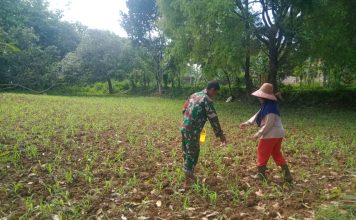 Sukseskan Hanpangan Babinsa Dasuk Bantu Petani Pupuk Tanaman Jagung