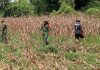 Di Pulau Giligenting, Babinsa dan Petani Panen Jagung Bersama