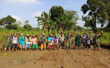 TNI dan para Petani Lakukan Gerakan Tanam Padi IP 200 di Rubaru