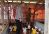 Dukung Ketahanan Pangan, Kapolres Sumenep AKBP Rivanda, S.I.K. Tinjau Peternakan Ayam di Desa Pabian