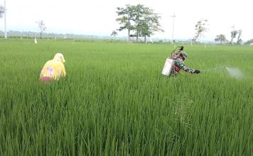 Babinsa dan Petani di Saronggi Lakukan Pengendalian Hama Tanaman Padi