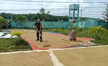 Jaga Tali Silaturahmi Dan Sebagai Wujud Pendampingan Ke Petani Babinsa Dungkek Bantu Jemur Padi