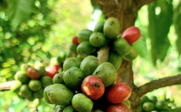 Kopi Robusta “Harapan Baru” – Kisah Kami, Petani Sawahlunto bersama Bukit Asam