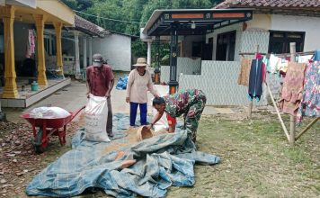 Babinsa Bantu Warga Dusun Tonggal Jemur Padi Usai Panen Raya