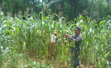 Babinsa Koramil 0827/15 Batu Putih Bantu Petani Rawat Tanaman Jagung di Desa Larangan