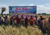Panen 8 Hektare Padi di Batuan, Danpos Ramil Turun ke Sawah