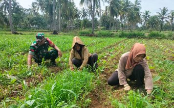 Babinsa Bantu Bersihkan Gulma Tanaman Tembakau di Desa Mantajun