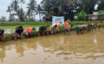 Awal Musim Hujan, Danramil Ambunten Bareng Petani Tanam Padi di Campor Barat