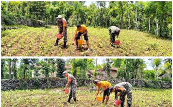 Babinsa Batu Putih Bantu Petani Pupuk Tanaman Jagung di Desa Gedang Gedang