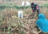 Wujud Kemanunggalan TNI Babinsa Koramil 0827/12 Dasuk Sigap Bantu Petani Panen Jagung di Desa Mantajun