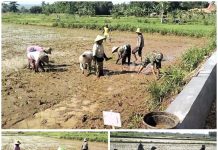 Babinsa Koramil Lenteng Turun ke Sawah, Dukung Ketahanan Pangan di Lenteng