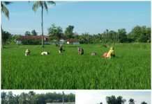 Wujud Kepedulian TNI, Babinsa Gapura Bantu Petani Bersihkan Rumput Tanaman Padi