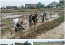 Tingkatkan Ketahanan Pangan Babinsa Koramil 06/Saronggi Dampingi Petani Tanam Padi di Desa Muangan