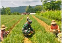 Dari Sawah Mandala, Babinsa Dampingi Petani Jaga Produksi Bawang Merah