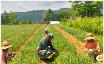 Dari Sawah Mandala, Babinsa Dampingi Petani Jaga Produksi Bawang Merah