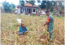 Babinsa Hadir di Tengah Petani, Panen Jagung Bersama Warga Jelbudan