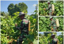 Babinsa Dampingi Petani Tekan Kerugian Akibat Hama Mentimun