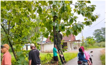 Babinsa Koramil Saronggi Karya Bakti Bersihkan Pohon Demi Keselamatan Pengguna Jalan