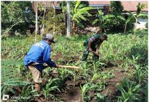 Babinsa Dasuk Turun ke Lahan, Dampingi Petani Rawat Jagung demi Jaga Ketahanan Pangan