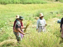 Panen di Tengah TMMD, Prajurit TNI Turun ke Sawah Bantu Petani Mandala