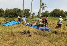 Babinsa Dasuk Dampingi Panen Padi, Petani Bersyukur Hasil Melimpah