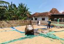 Suasana Hangat Lebaran, Babinsa Bantu Petani Jemur Padi