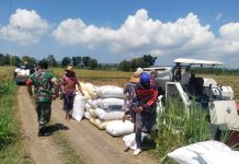 Proses Panen Dengan Cepat, Koptu Evit Kenalkan Mesin Komben ke Petani Padi