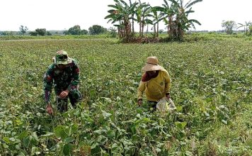 Babinsa Turun Sawah, Panen Kacang Hijau Perkuat Ketahanan Pangan