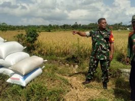 Sertu Hamdan Laksanakan Pendampingan Petani Panen Padi dan Kenalkan Mesin Komben