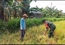 Babinsa Koramil 0827/06 Saronggi Bantu Warga Panen Padi di Desa Nambakor