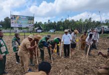 Hadapi El Nino, Percepatan Tanam Padi dan Jagung Digelar di Batang Batang