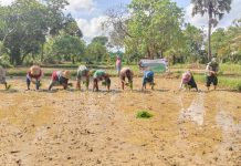 Gerakan Tanam Padi Serempak di Batuputih, Percepat Produksi Pangan