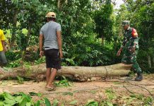 Babinsa Bersama Warga Tebang Pohon Rawan Tumbang di Bantaran Sungai