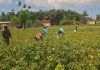 Perkuat Ketahanan Pangan, Babinsa Panen Kacang Hijau