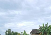 Dukung Swasembada Pangan, Bhabinkamtibmas Desa Torbang Panen Jagung Bersama Petani