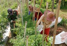 Babinsa Sumenep Ikut Panen Cabai, Petani: Kami Sangat Terbantu