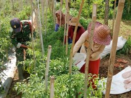 Babinsa Sumenep Ikut Panen Cabai, Petani: Kami Sangat Terbantu