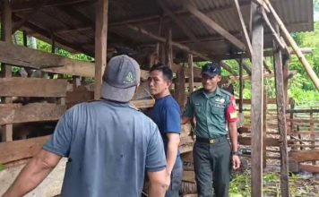 Sertu Bambang Laksanakan Pendampingan Ternak Kambing Milik Warga Desa Kramian Kabupaten Sumenep