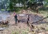 Babinsa Gapura Bantu Warga Buka Lahan Perkebunan, Wujud Nyata Kepedulian TNI kepada Masyarakat