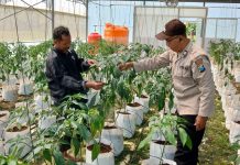 Dukung Ketahanan Pangan, Polsek Batuputih Dampingi Petani Cabe