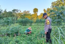 Polsek Saronggi Hadir Dukung Ketahanan Pangan, Sambangi dan Pantau Lahan Pertanian Warga