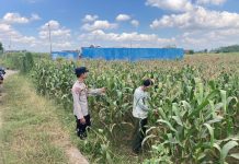 Polri Hadir di Tengah Petani, Bhabinkamtibmas Desa Boro Kawal Program Ketahanan Pangan Nasional