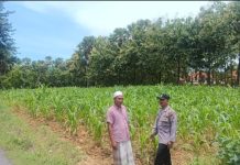 Bhabikamtibmas Polsek Prenduan Monitoring Tanaman Jagung Di Pragaan Laok Untuk Dukung Ketahanan Pangan Nasional