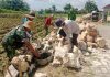Babinsa Kota Bantu Warga Bangun Saluran Irigasi di Desa Gung Gung