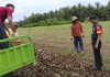 Babinsa Masalembu Ajak Warga Kerja Bakti Timbun Jalan Berlubang di Desa Masakambing Kabupaten Sumenep