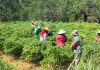Babinsa Koramil 0827/12 Dasuk Dampingi Petani Panen Cabai, Wujud Nyata Dukungan Ketahanan Pangan