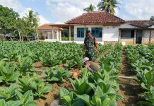 Babinsa Gapura Bantu Warga Rawat Tanaman Tembakau, Wujud Nyata Dukungan TNI untuk Petani
